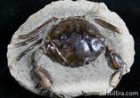 Fossil Crab From Washington - #7321-1
